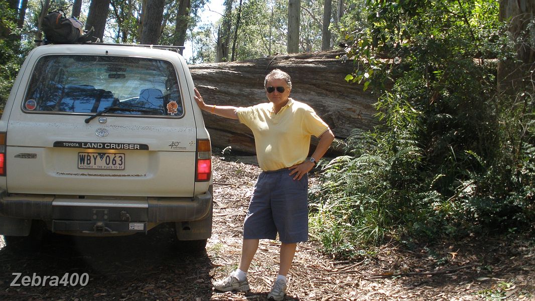 06-About turn! No way through at Mt Ellery - Kevin checks out the huge fallen tree .JPG